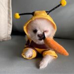 Bee design pet hoodie for small pets, 1 unit - Image 12