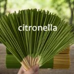 Extended citronella oil lemon grass sticks, 7 pack - Image 7